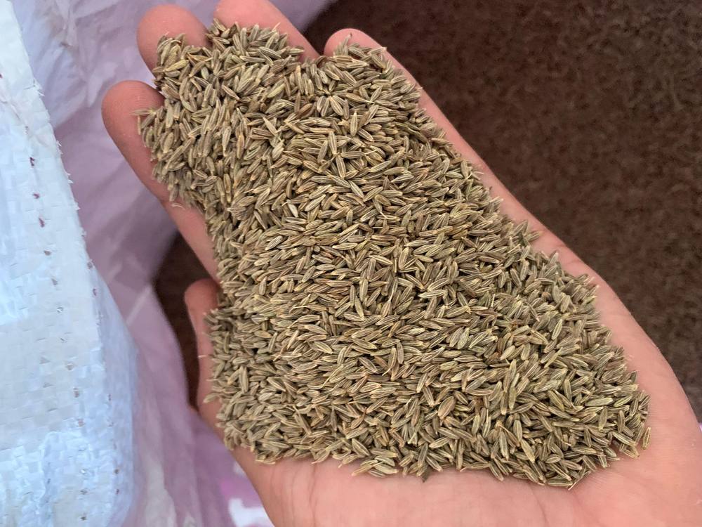 Singapore Grade 99% Cumin Seeds Machine Cleaned - Gadin Exports India