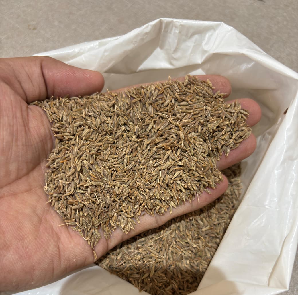 Europe Quality 99.5% Cumin Seeds Sortex Cleaned FOB Mundra - Gadin Exports