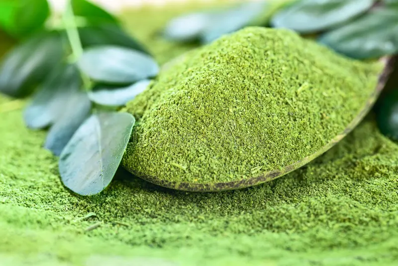 Close-up of fine moringa leaf powder texture on spoon